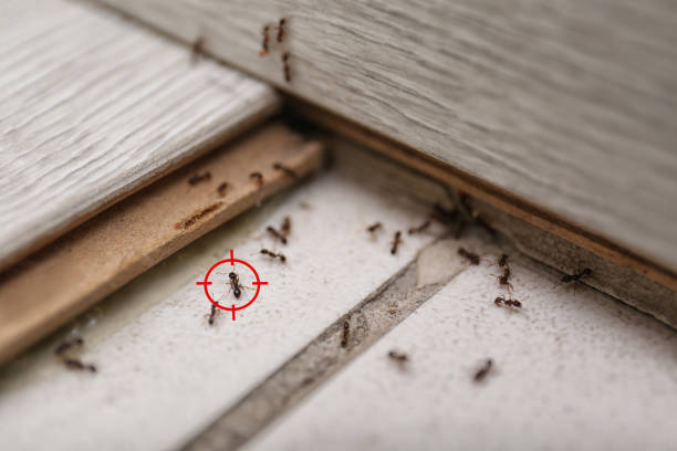 Best Local Pest Control Services  in Chesapeake, WV