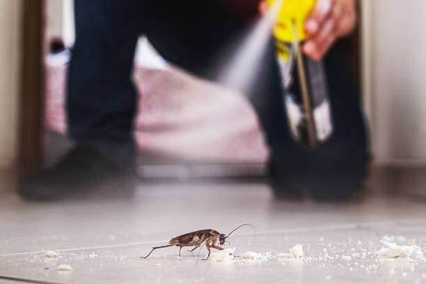 Flea Control Services in Chesapeake, WV