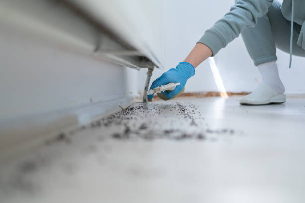 Best Pest Control Near Me  in Chesapeake, WV