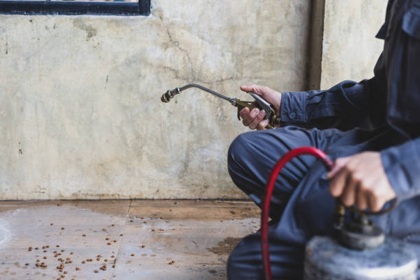 Best Wasp Removal Services  in Chesapeake, WV